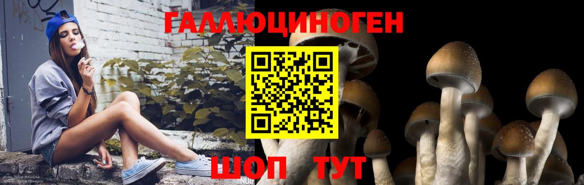 Ухта  Псилоцибиновые грибы Psilocybine cubensis  Вход с VPN 